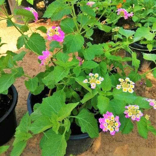 Lantana Camara, Pinkmound, West Indian Lantana - www.FOP.ae Buy online Best and Healthy Plants and quality products guarantee in Dubai Plants Shop in Dubai Abu Dhabi all over UAE Plants near me Fresh Plants in Dubai where to buy plants in UAE - FOP.ae