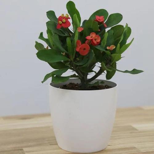 Euphorbia Milii, Crown Of Thorns - www.FOP.ae Buy online Best and Healthy Plants and quality products guarantee in Dubai Plants Shop in Dubai Abu Dhabi all over UAE Plants near me Fresh Plants in Dubai where to buy plants in UAE - FOP.ae