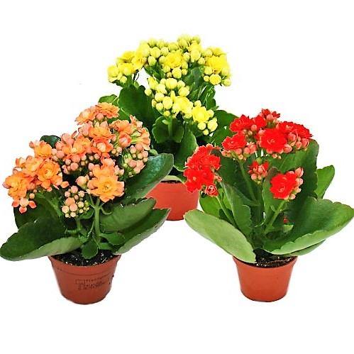 Kalanchoe blossifeldiana, Flaming Katy, Christmas , outdoor - www.FOP.ae Buy online Best and Healthy Plants and quality products guarantee in Dubai Plants Shop in Dubai Abu Dhabi all over UAE Plants near me Fresh Plants in Dubai where to buy plants in UAE - FOP.ae