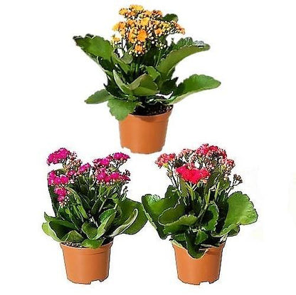 Kalanchoe blossifeldiana, Flaming Katy, Christmas , outdoor - www.FOP.ae Buy online Best and Healthy Plants and quality products guarantee in Dubai Plants Shop in Dubai Abu Dhabi all over UAE Plants near me Fresh Plants in Dubai where to buy plants in UAE - FOP.ae