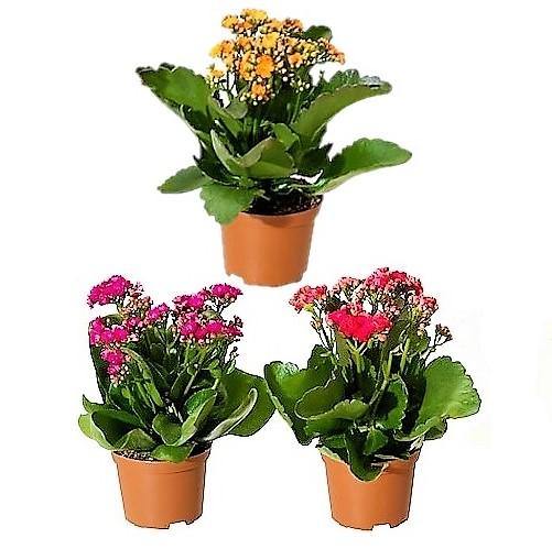 Kalanchoe blossifeldiana, Flaming Katy, Christmas , outdoor - www.FOP.ae Buy online Best and Healthy Plants and quality products guarantee in Dubai Plants Shop in Dubai Abu Dhabi all over UAE Plants near me Fresh Plants in Dubai where to buy plants in UAE - FOP.ae