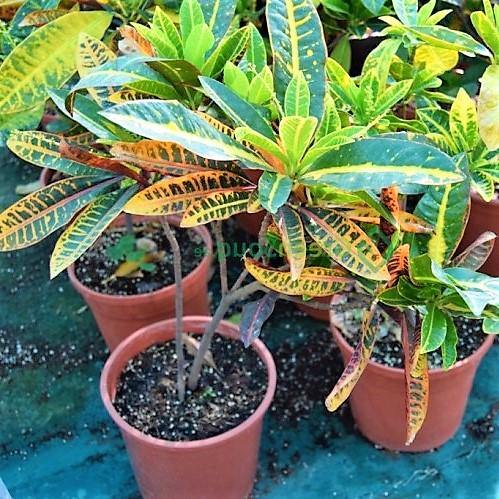 Codiaeum Variegatum, Croton Outdoor Mix - www.FOP.ae Buy online Best and Healthy Plants and quality products guarantee in Dubai Plants Shop in Dubai Abu Dhabi all over UAE Plants near me Fresh Plants in Dubai where to buy plants in UAE - FOP.ae