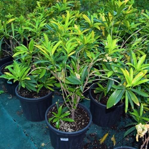 Codiaeum Variegatum, Croton Outdoor Mix - www.FOP.ae Buy online Best and Healthy Plants and quality products guarantee in Dubai Plants Shop in Dubai Abu Dhabi all over UAE Plants near me Fresh Plants in Dubai where to buy plants in UAE - FOP.ae