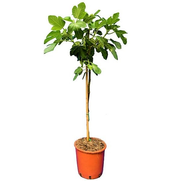 Fig Tree, Ficus Carica - www.FOP.ae Buy online Best and Healthy Plants and quality products guarantee in Dubai Plants Shop in Dubai Abu Dhabi all over UAE Plants near me Fresh Plants in Dubai where to buy plants in UAE - FOP.ae