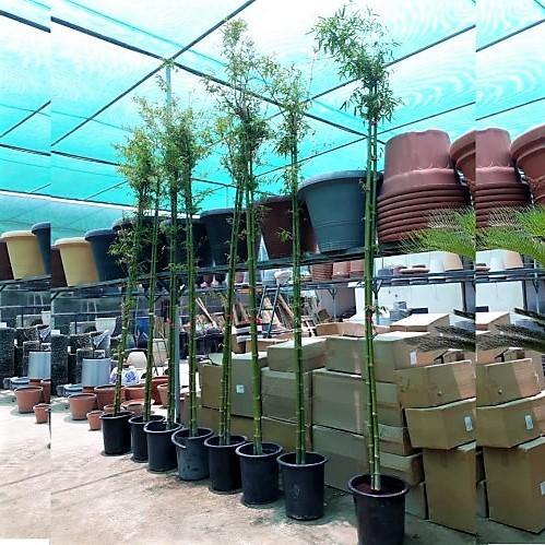 Bambus Green, Tropical Bamboo - www.FOP.ae Buy online Best and Healthy Plants and quality products guarantee in Dubai Plants Shop in Dubai Abu Dhabi all over UAE Plants near me Fresh Plants in Dubai where to buy plants in UAE - FOP.ae