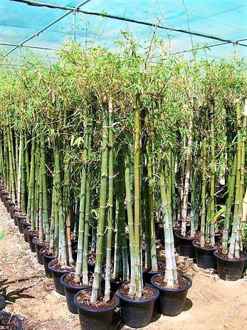 Bambus Green, Tropical Bamboo - www.FOP.ae Buy online Best and Healthy Plants and quality products guarantee in Dubai Plants Shop in Dubai Abu Dhabi all over UAE Plants near me Fresh Plants in Dubai where to buy plants in UAE - FOP.ae