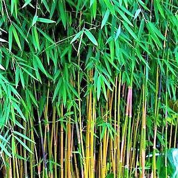 Bambus Green, Tropical Bamboo - www.FOP.ae Buy online Best and Healthy Plants and quality products guarantee in Dubai Plants Shop in Dubai Abu Dhabi all over UAE Plants near me Fresh Plants in Dubai where to buy plants in UAE - FOP.ae