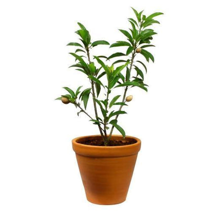 Chicko Tree, Manilkara Zapota - www.FOP.ae Buy online Best and Healthy Plants and quality products guarantee in Dubai Plants Shop in Dubai Abu Dhabi all over UAE Plants near me Fresh Plants in Dubai where to buy plants in UAE - FOP.ae