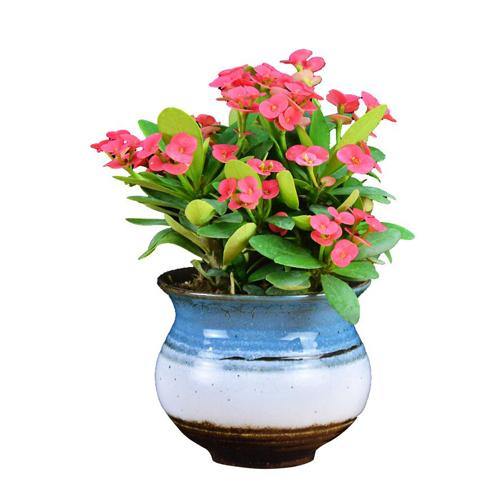 Euphorbia Milii, Crown Of Thorns - www.FOP.ae Buy online Best and Healthy Plants and quality products guarantee in Dubai Plants Shop in Dubai Abu Dhabi all over UAE Plants near me Fresh Plants in Dubai where to buy plants in UAE - FOP.ae