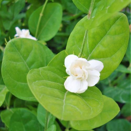 Jasminum sambac, The Arabian Jasmine - www.FOP.ae Buy online Best and Healthy Plants and quality products guarantee in Dubai Plants Shop in Dubai Abu Dhabi all over UAE Plants near me Fresh Plants in Dubai where to buy plants in UAE - FOP.ae