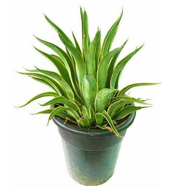 Agave Attenuata, Spineless Century Plant - www.FOP.ae Buy online Best and Healthy Plants and quality products guarantee in Dubai Plants Shop in Dubai Abu Dhabi all over UAE Plants near me Fresh Plants in Dubai where to buy plants in UAE - FOP.ae