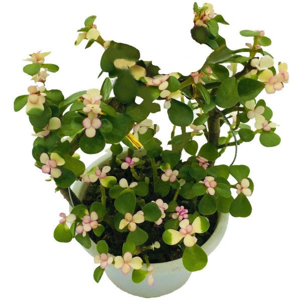 Elephant Bush, Portulacaria - www.FOP.ae Buy online Best and Healthy Plants and quality products guarantee in Dubai Plants Shop in Dubai Abu Dhabi all over UAE Plants near me Fresh Plants in Dubai where to buy plants in UAE - FOP.ae