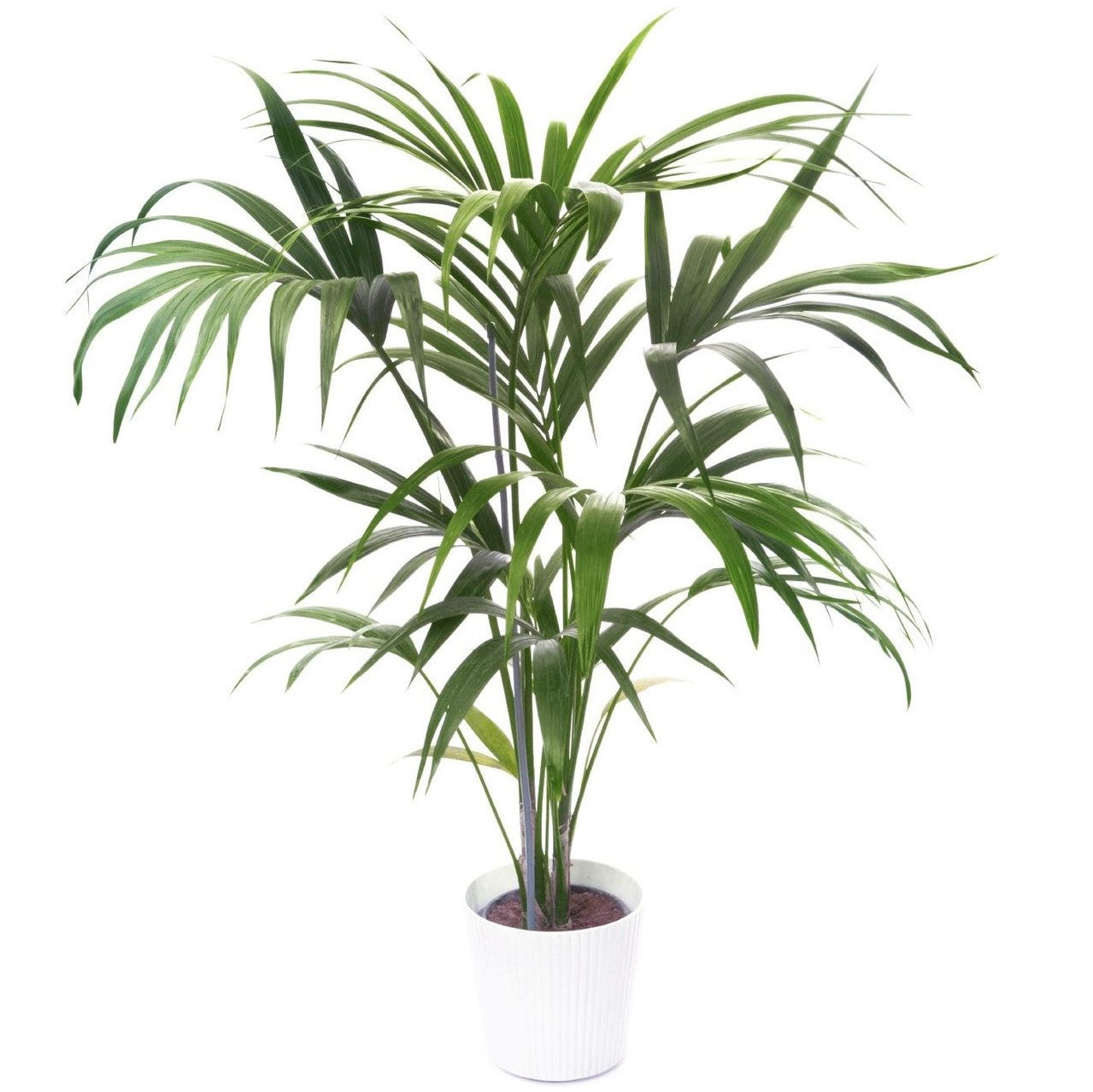 Kentia Palm, Thatch Palm, Howea forsteriana
