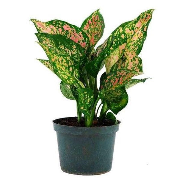 Aglaonema Sp , Wishes - www.FOP.ae Buy online Best and Healthy Plants and quality products guarantee in Dubai Plants Shop in Dubai Abu Dhabi all over UAE Plants near me Fresh Plants in Dubai where to buy plants in UAE - FOP.ae