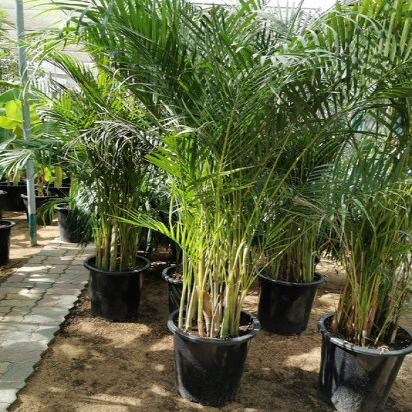 Areca Palm , Chrysalidocarpus lutescens (Outdoor) - www.FOP.ae Buy online Best and Healthy Plants and quality products guarantee in Dubai Plants Shop in Dubai Abu Dhabi all over UAE Plants near me Fresh Plants in Dubai where to buy plants in UAE - FOP.ae