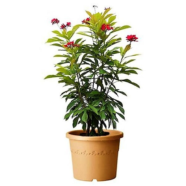 Jatropha Integerrima, Peregrine, Spicy Jatropha - www.FOP.ae Buy online Best and Healthy Plants and quality products guarantee in Dubai Plants Shop in Dubai Abu Dhabi all over UAE Plants near me Fresh Plants in Dubai where to buy plants in UAE - FOP.ae