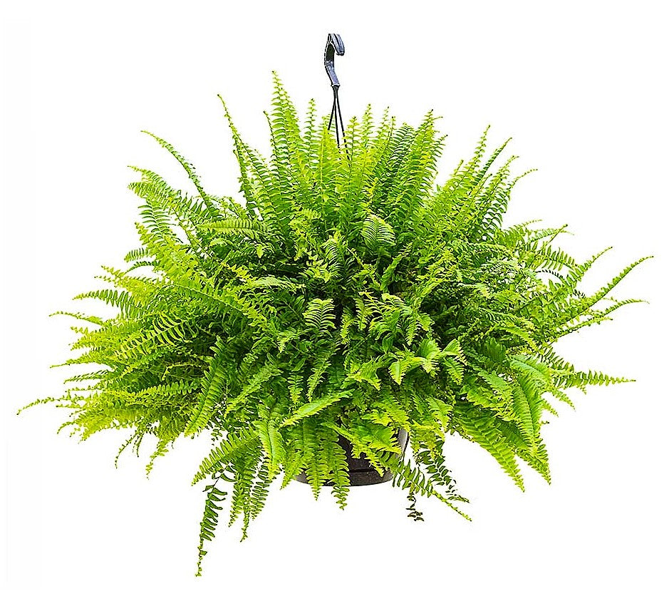 Nephrolepis exaltata, Green Lady, Boston Fern or Sword Fern - www.FOP.ae Buy online Best and Healthy Plants and quality products guarantee in Dubai Plants Shop in Dubai Abu Dhabi all over UAE Plants near me Fresh Plants in Dubai where to buy plants in UAE - FOP.ae