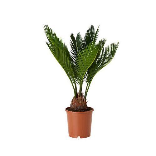 Cycas Circinalis, Queen Sago - www.FOP.ae Buy online Best and Healthy Plants and quality products guarantee in Dubai Plants Shop in Dubai Abu Dhabi all over UAE Plants near me Fresh Plants in Dubai where to buy plants in UAE - FOP.ae