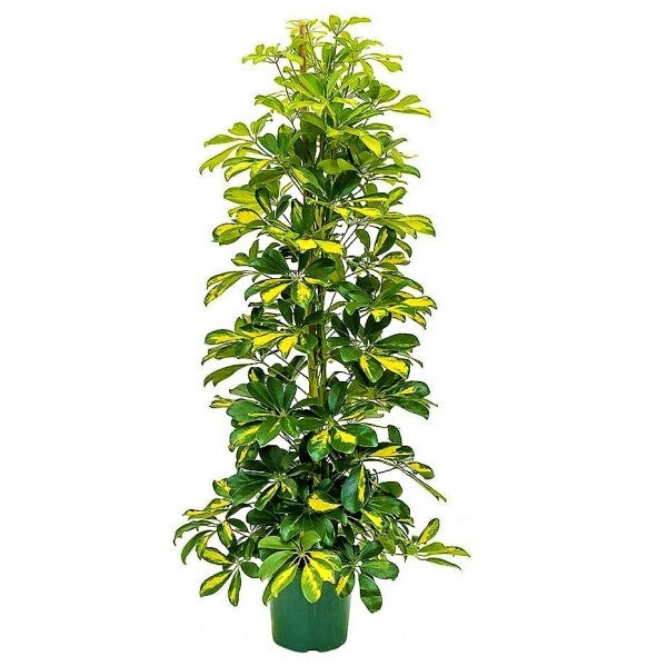 Schefflera Arboricola, Gold Capella, Dwarf Umbrella Tree - www.FOP.ae Buy online Best and Healthy Plants and quality products guarantee in Dubai Plants Shop in Dubai Abu Dhabi all over UAE Plants near me Fresh Plants in Dubai where to buy plants in UAE - FOP.ae
