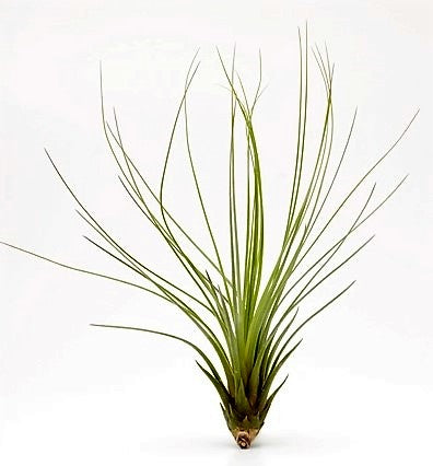 Tillandsia Juncifolia - www.FOP.ae Buy online Best and Healthy Plants and quality products guarantee in Dubai Plants Shop in Dubai Abu Dhabi all over UAE Plants near me Fresh Plants in Dubai where to buy plants in UAE - FOP.ae