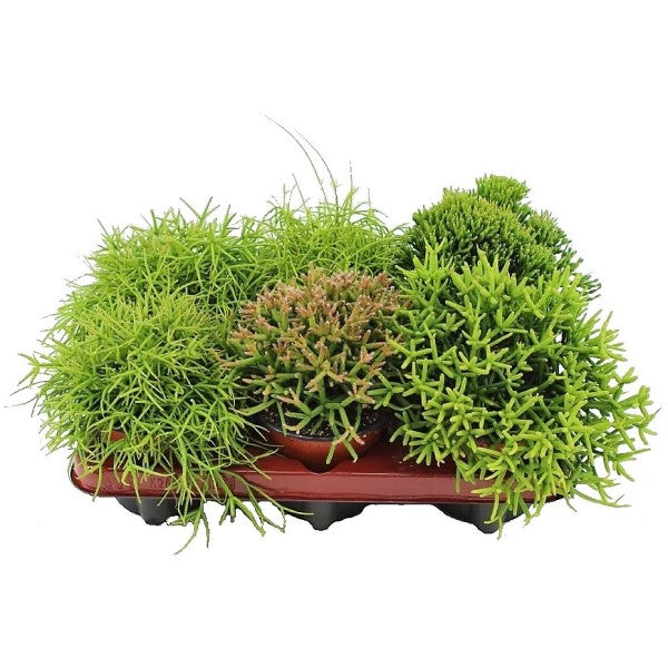 Rhipsalis mix - www.FOP.ae Buy online Best and Healthy Plants and quality products guarantee in Dubai Plants Shop in Dubai Abu Dhabi all over UAE Plants near me Fresh Plants in Dubai where to buy plants in UAE - FOP.ae
