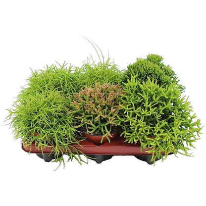 Rhipsalis mix - www.FOP.ae Buy online Best and Healthy Plants and quality products guarantee in Dubai Plants Shop in Dubai Abu Dhabi all over UAE Plants near me Fresh Plants in Dubai where to buy plants in UAE - FOP.ae