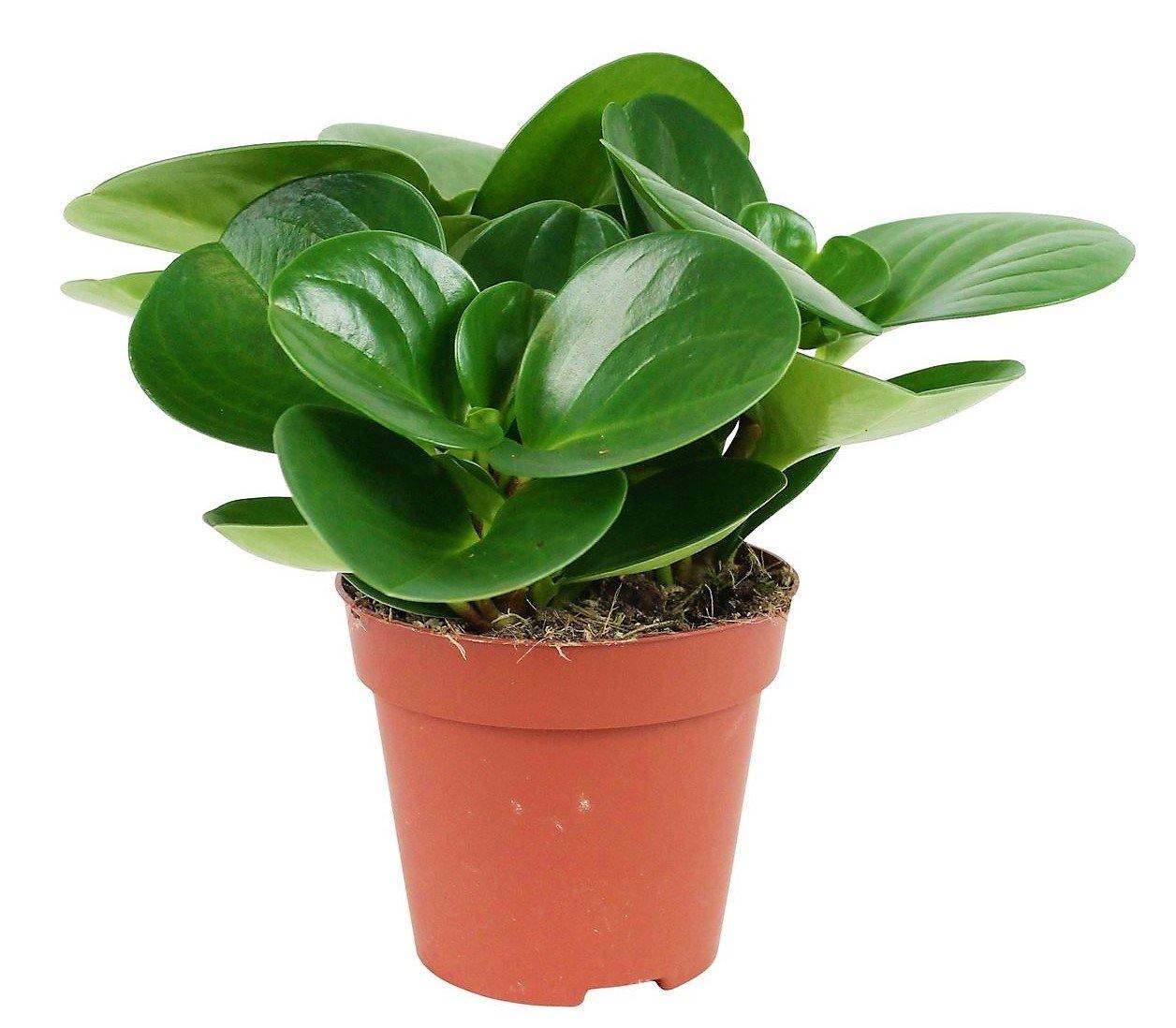 Baby Rubber, Pepper face, Peperomia Obtusifolia - www.FOP.ae Buy online Best and Healthy Plants and quality products guarantee in Dubai Plants Shop in Dubai Abu Dhabi all over UAE Plants near me Fresh Plants in Dubai where to buy plants in UAE - FOP.ae