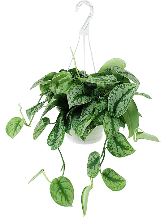 Satin Pothos Hanging - www.FOP.ae Buy online Best and Healthy Plants and quality products guarantee in Dubai Plants Shop in Dubai Abu Dhabi all over UAE Plants near me Fresh Plants in Dubai where to buy plants in UAE - FOP.ae