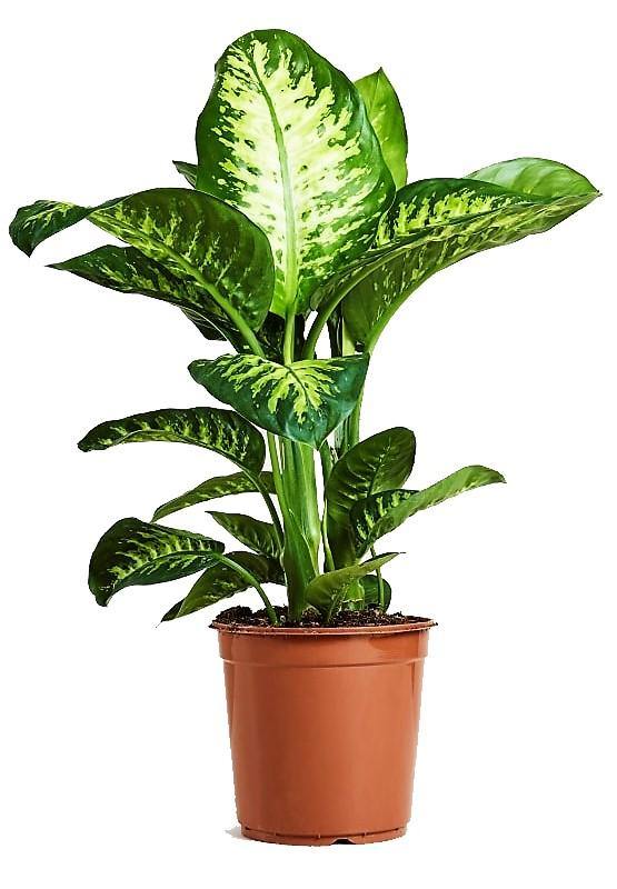 Dieffenbachia Seguine, Tropic Snow - www.FOP.ae Buy online Best and Healthy Plants and quality products guarantee in Dubai Plants Shop in Dubai Abu Dhabi all over UAE Plants near me Fresh Plants in Dubai where to buy plants in UAE - FOP.ae