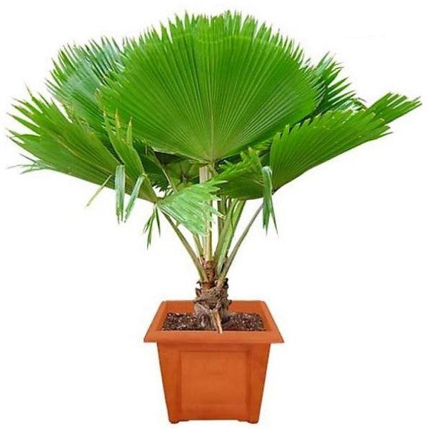 Fiji Fan Palm, Pritchardia Pacifica - www.FOP.ae Buy online Best and Healthy Plants and quality products guarantee in Dubai Plants Shop in Dubai Abu Dhabi all over UAE Plants near me Fresh Plants in Dubai where to buy plants in UAE - FOP.ae