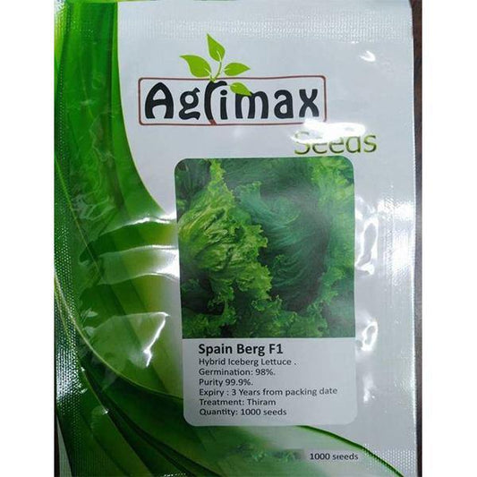 Lettuce Iceberg F1 Premium Seeds - www.FOP.ae Buy online Best and Healthy Plants and quality products guarantee in Dubai Plants Shop in Dubai Abu Dhabi all over UAE Plants near me Fresh Plants in Dubai where to buy plants in UAE - FOP.ae