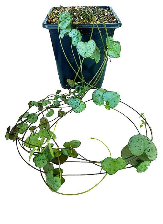 String of Hearts, Ceropegia Woodii - www.FOP.ae Buy online Best and Healthy Plants and quality products guarantee in Dubai Plants Shop in Dubai Abu Dhabi all over UAE Plants near me Fresh Plants in Dubai where to buy plants in UAE - FOP.ae