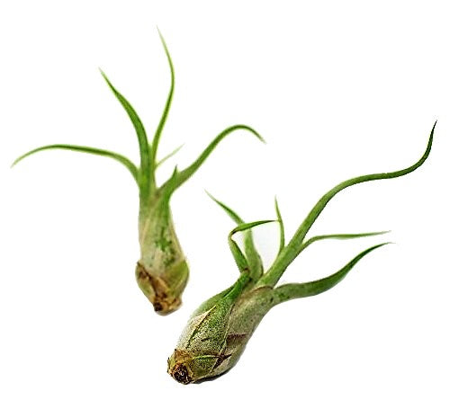 Tillandsia Caput-Medusae - www.FOP.ae Buy online Best and Healthy Plants and quality products guarantee in Dubai Plants Shop in Dubai Abu Dhabi all over UAE Plants near me Fresh Plants in Dubai where to buy plants in UAE - FOP.ae