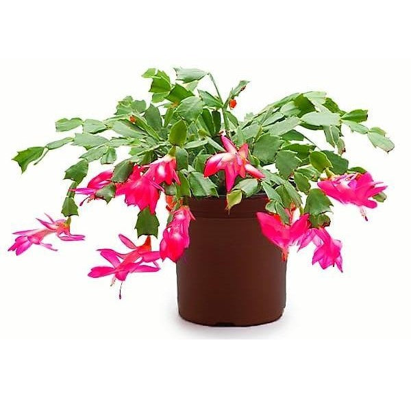 Christmas Cactus - www.FOP.ae Buy online Best and Healthy Plants and quality products guarantee in Dubai Plants Shop in Dubai Abu Dhabi all over UAE Plants near me Fresh Plants in Dubai where to buy plants in UAE - FOP.ae
