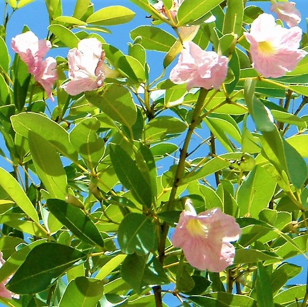 Trumpet Tree, Tabebuia pentaphylla, Tabebuia Rosea - www.FOP.ae Buy online Best and Healthy Plants and quality products guarantee in Dubai Plants Shop in Dubai Abu Dhabi all over UAE Plants near me Fresh Plants in Dubai where to buy plants in UAE - FOP.ae