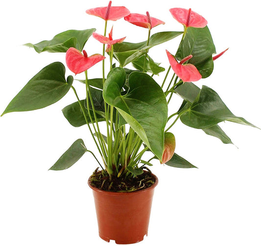 The Flamingo Flower, Anthurium, Andreanum - www.FOP.ae Buy online Best and Healthy Plants and quality products guarantee in Dubai Plants Shop in Dubai Abu Dhabi all over UAE Plants near me Fresh Plants in Dubai where to buy plants in UAE - FOP.ae