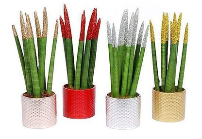 African spear , Sansevieria Cylindrica - www.FOP.ae Buy online Best and Healthy Plants and quality products guarantee in Dubai Plants Shop in Dubai Abu Dhabi all over UAE Plants near me Fresh Plants in Dubai where to buy plants in UAE - FOP.ae