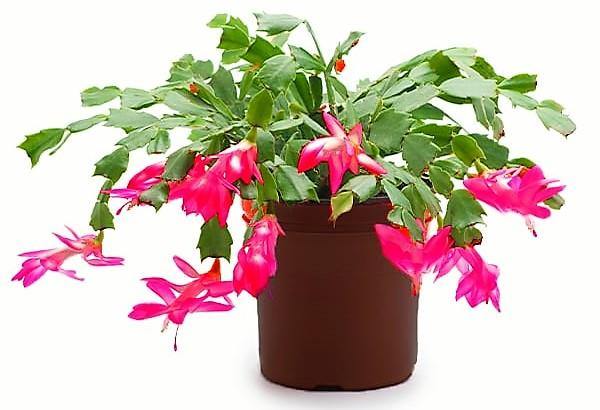 Christmas Cactus - www.FOP.ae Buy online Best and Healthy Plants and quality products guarantee in Dubai Plants Shop in Dubai Abu Dhabi all over UAE Plants near me Fresh Plants in Dubai where to buy plants in UAE - FOP.ae