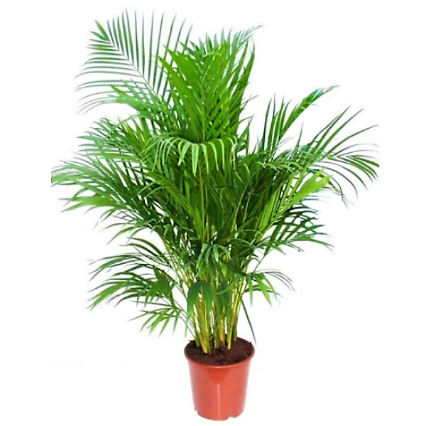 Areca Palm , Chrysalidocarpus lutescens (Outdoor) - www.FOP.ae Buy online Best and Healthy Plants and quality products guarantee in Dubai Plants Shop in Dubai Abu Dhabi all over UAE Plants near me Fresh Plants in Dubai where to buy plants in UAE - FOP.ae
