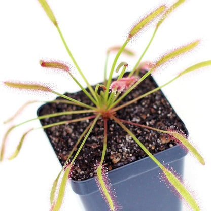 Drosera capensis or Cape Sundew - www.FOP.ae Buy online Best and Healthy Plants and quality products guarantee in Dubai Plants Shop in Dubai Abu Dhabi all over UAE Plants near me Fresh Plants in Dubai where to buy plants in UAE - FOP.ae