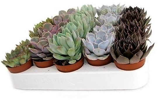 Mini succulents "Per Piece" - www.FOP.ae Buy online Best and Healthy Plants and quality products guarantee in Dubai Plants Shop in Dubai Abu Dhabi all over UAE Plants near me Fresh Plants in Dubai where to buy plants in UAE - FOP.ae