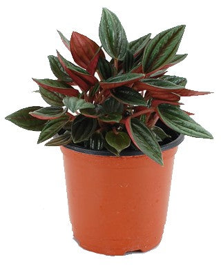 Peperomia Caperata - www.FOP.ae Buy online Best and Healthy Plants and quality products guarantee in Dubai Plants Shop in Dubai Abu Dhabi all over UAE Plants near me Fresh Plants in Dubai where to buy plants in UAE - FOP.ae