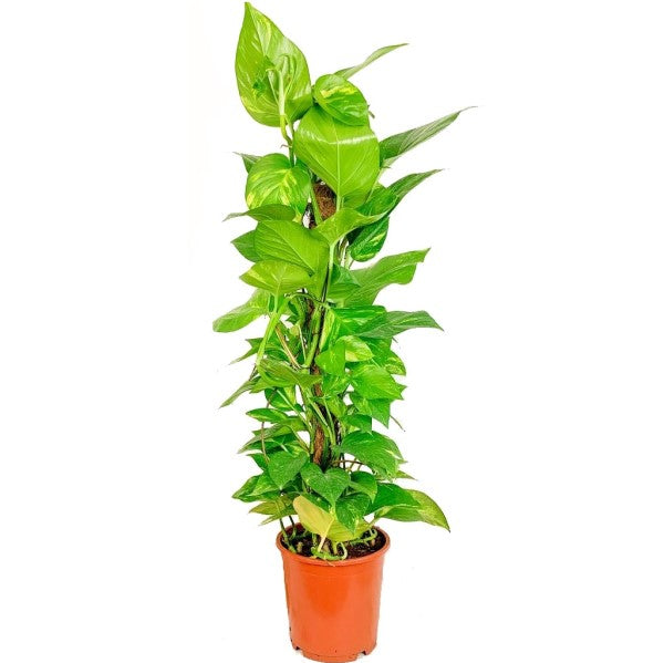 Money Plant, Epipremnum Aureum - www.FOP.ae Buy online Best and Healthy Plants and quality products guarantee in Dubai Plants Shop in Dubai Abu Dhabi all over UAE Plants near me Fresh Plants in Dubai where to buy plants in UAE - FOP.ae