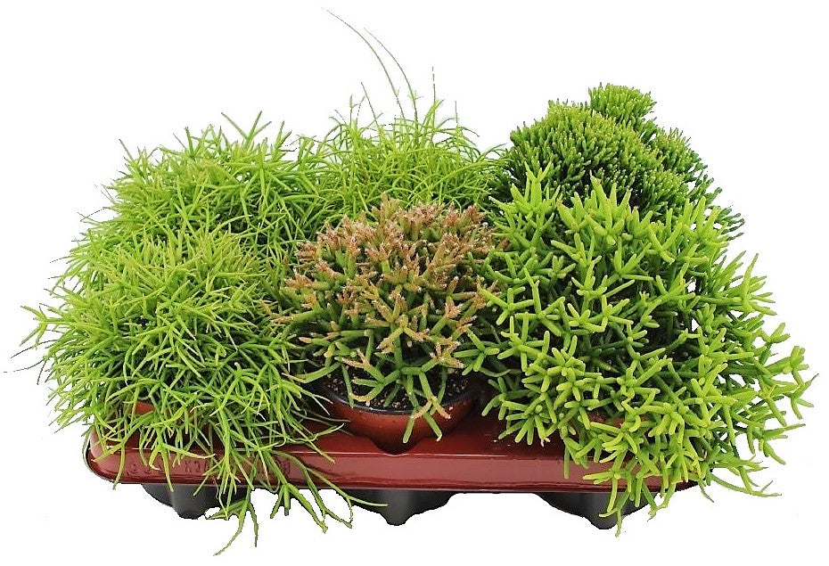 Rhipsalis mix - www.FOP.ae Buy online Best and Healthy Plants and quality products guarantee in Dubai Plants Shop in Dubai Abu Dhabi all over UAE Plants near me Fresh Plants in Dubai where to buy plants in UAE - FOP.ae