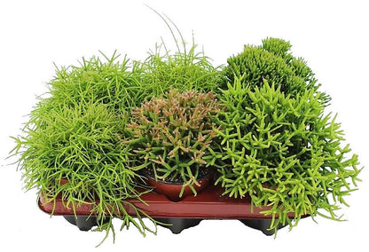 Rhipsalis mix - www.FOP.ae Buy online Best and Healthy Plants and quality products guarantee in Dubai Plants Shop in Dubai Abu Dhabi all over UAE Plants near me Fresh Plants in Dubai where to buy plants in UAE - FOP.ae