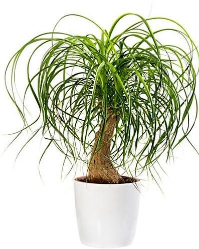Elephant’s Foot, Beaucarnea Recurvata, Ponytail Palm - www.FOP.ae Buy online Best and Healthy Plants and quality products guarantee in Dubai Plants Shop in Dubai Abu Dhabi all over UAE Plants near me Fresh Plants in Dubai where to buy plants in UAE - FOP.ae