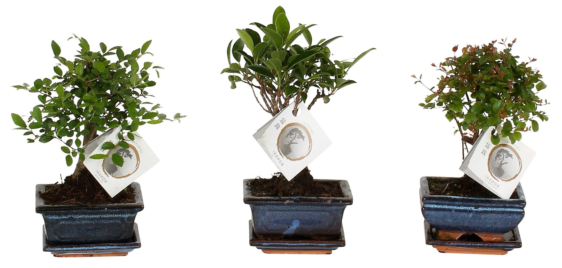 Mini Bonsai Mixed - www.FOP.ae Buy online Best and Healthy Plants and quality products guarantee in Dubai Plants Shop in Dubai Abu Dhabi all over UAE Plants near me Fresh Plants in Dubai where to buy plants in UAE - FOP.ae