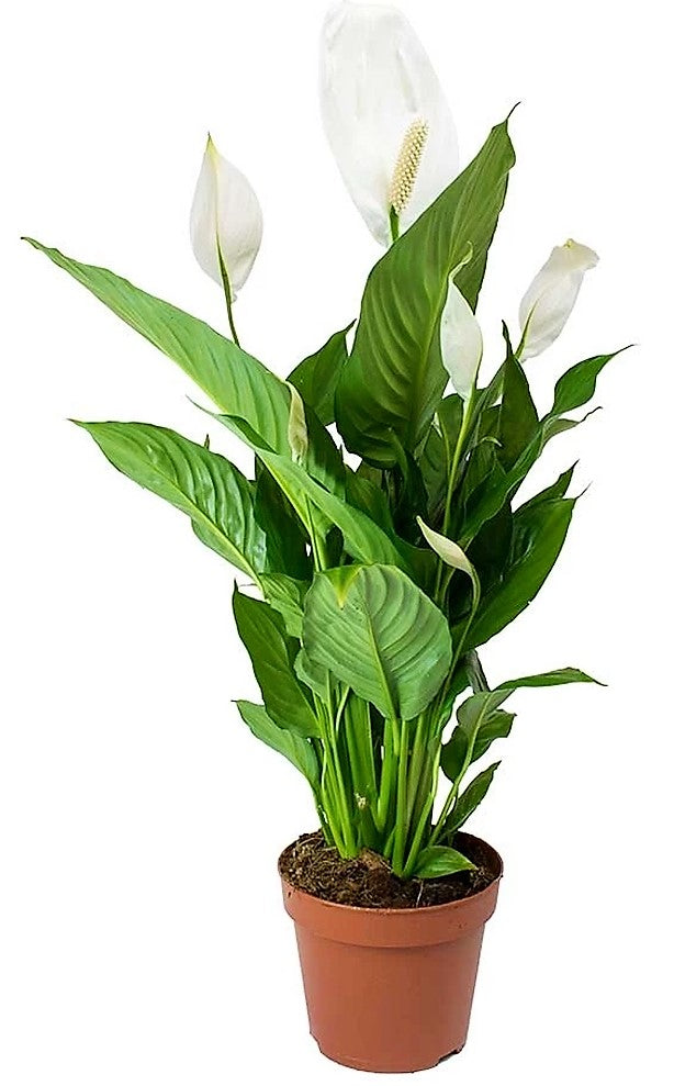 Peace Lily, Spathiphyllum - www.FOP.ae Buy online Best and Healthy Plants and quality products guarantee in Dubai Plants Shop in Dubai Abu Dhabi all over UAE Plants near me Fresh Plants in Dubai where to buy plants in UAE - FOP.ae