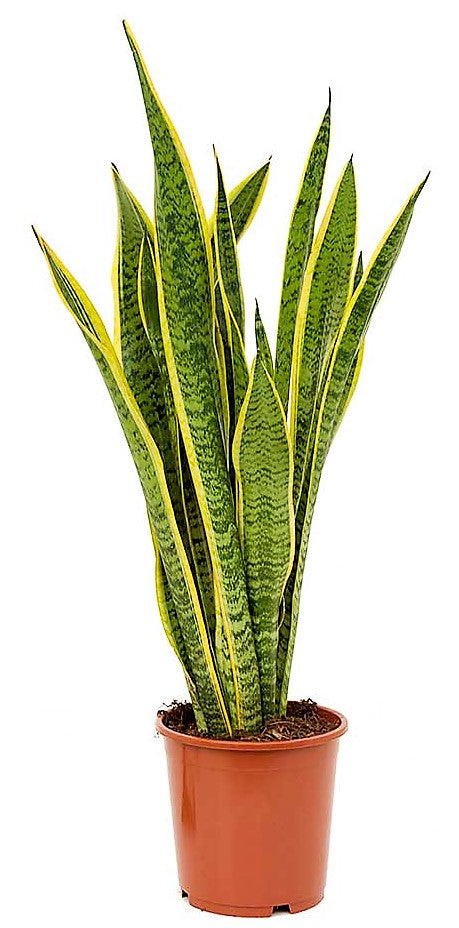 Snake Plant, Sansevieria Trifasciata, Laurentii, indoor - www.FOP.ae Buy online Best and Healthy Plants and quality products guarantee in Dubai Plants Shop in Dubai Abu Dhabi all over UAE Plants near me Fresh Plants in Dubai where to buy plants in UAE - FOP.ae