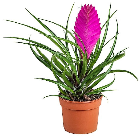 Pink Quill Tillandsia Cyanea - www.FOP.ae Buy online Best and Healthy Plants and quality products guarantee in Dubai Plants Shop in Dubai Abu Dhabi all over UAE Plants near me Fresh Plants in Dubai where to buy plants in UAE - FOP.ae